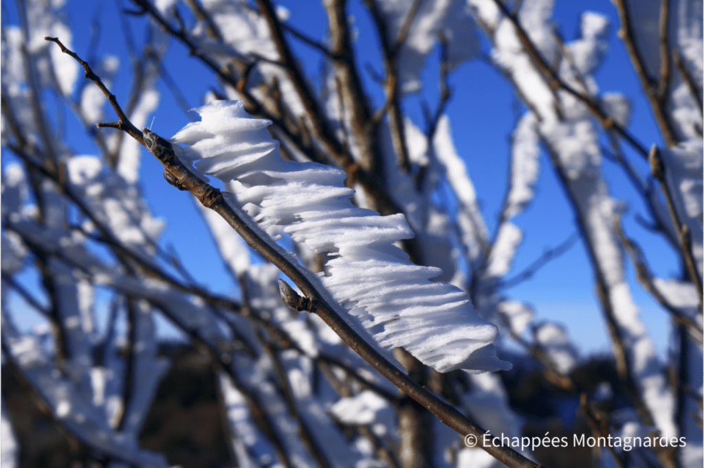 Sculptures de glace sur les arbres