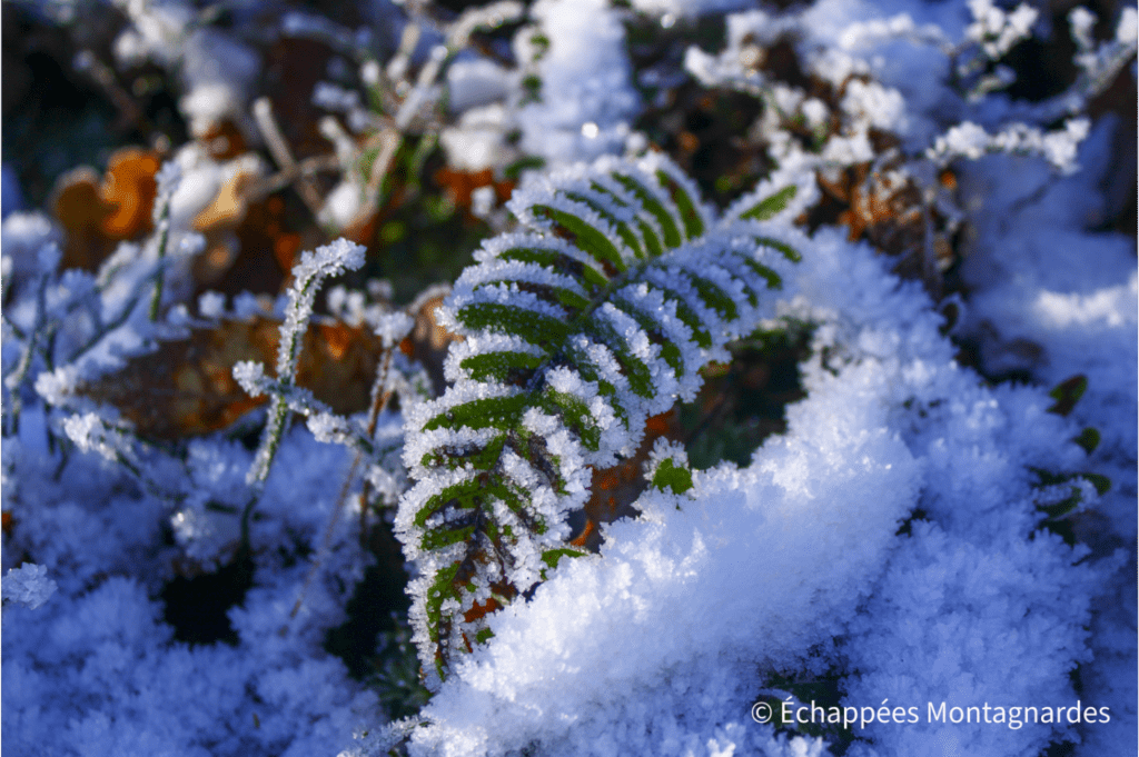 Givre sur le Pilat rhodanien