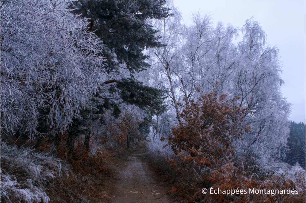 Forêt givrée, massif du Pilat