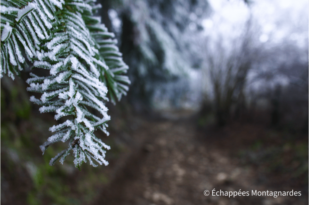 Givre sur les arbres dans le Pilat
