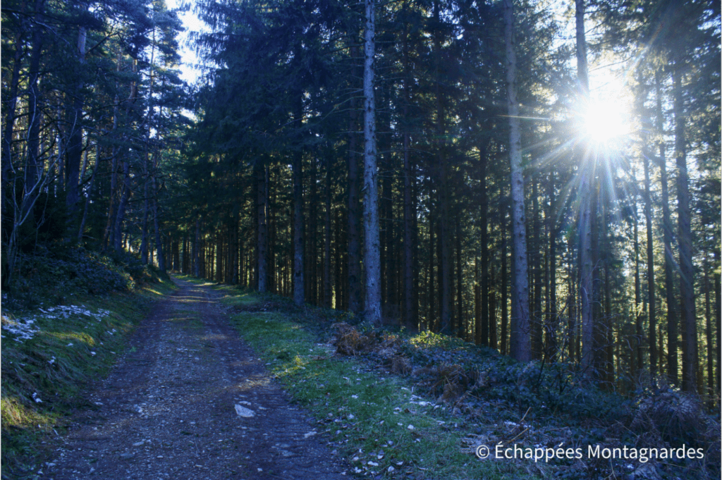 Forêt de pins sur les hauteurs de Rochetaillée