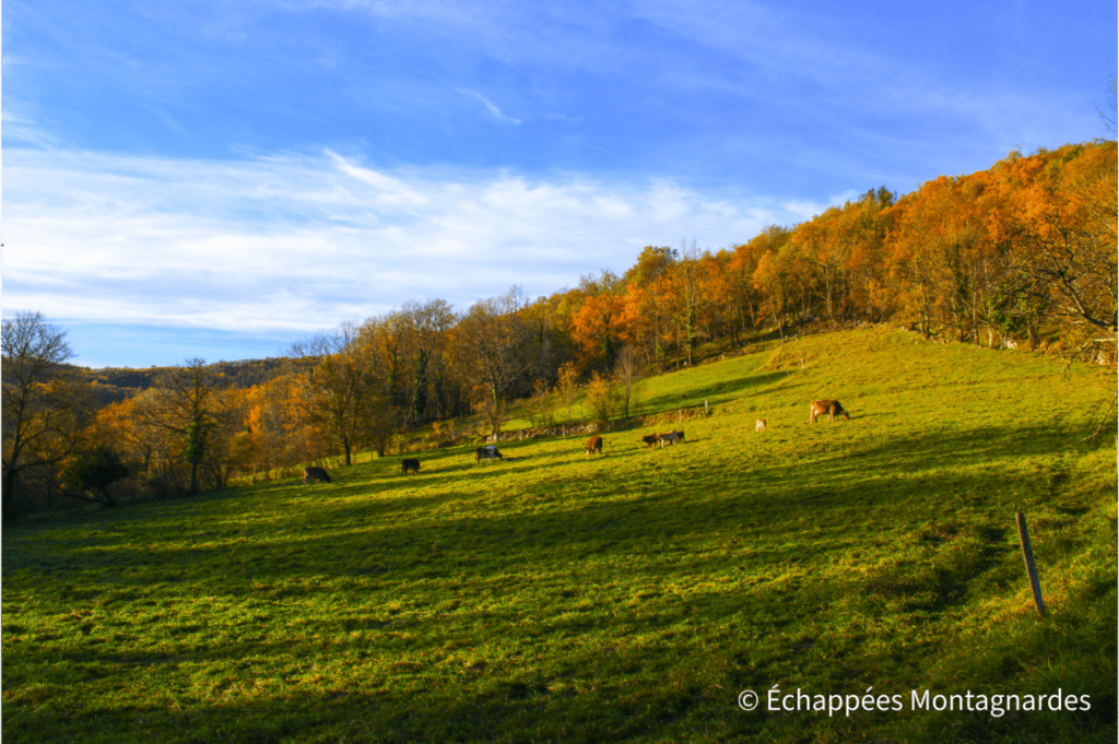 Le soleil descend déjà sur les prairies de la vallée de l'Arize