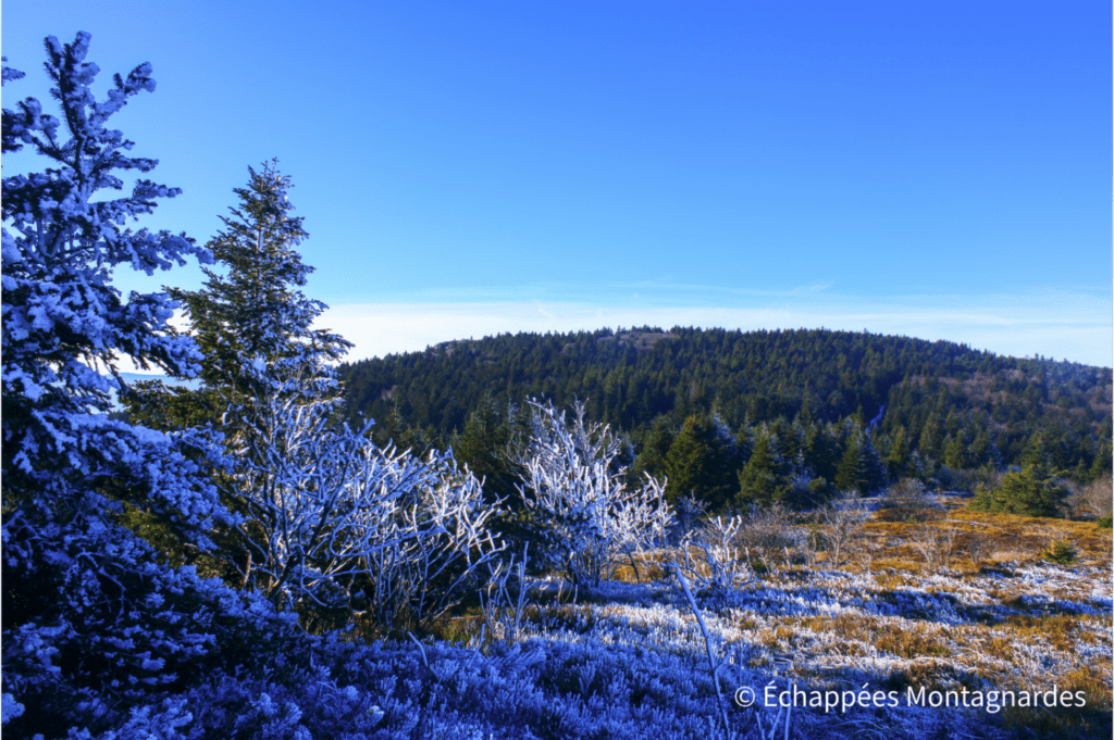 Vers les crêts de l'Arnica et de la Chèvre