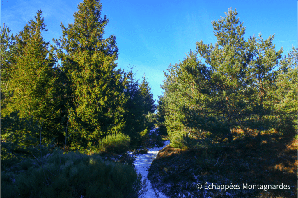 Dans la forêt entre le crêt de la Chèvre et le crêt de la Perdrix