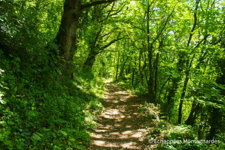 Traversée du Jura étape 20 - Beau sentier forestier près de Chaumont