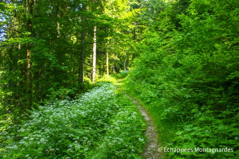Traversée du Jura étape 10 - Joli sentier en forêt du Prince
