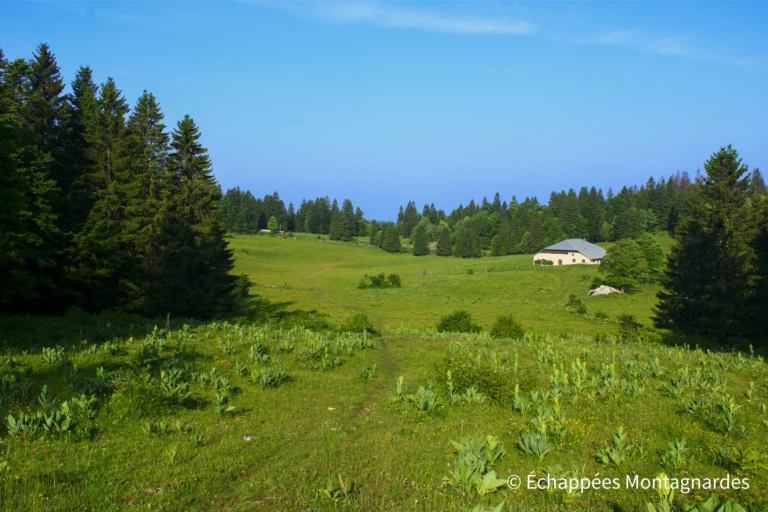 Traversée du Jura étape 10 - Traversée de superbes pâtures en direction de Mouthe