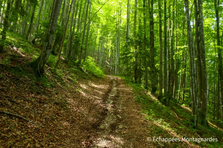 Traversée du Jura étape 11 - Montée forestière vers le sommet du Bulay