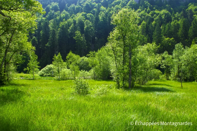 Traversée du Jura étape 11 - Tourbière d'Entre Côtes