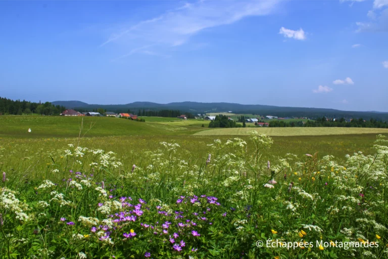 Traversée du Jura étape 12 - Ces sentiers ouverts et fleuris sont de vrais petits paradis...