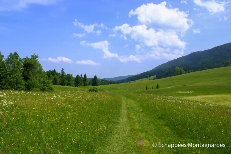 Traversée du Jura étape 12 - Traversée de pâtures fleuries en direction de Bellefontaine