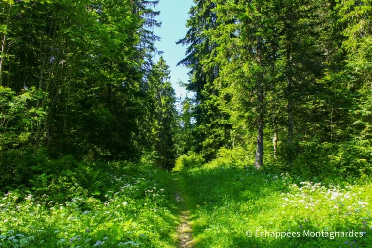 Traversée du Jura étape 14 - Traversée de la forêt du Massacre, une zone protégée de toute beauté