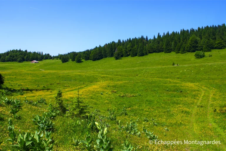 Traversée du Jura étape 14 - Pause ensoleillée dans une prairie à la sortie de la forêt