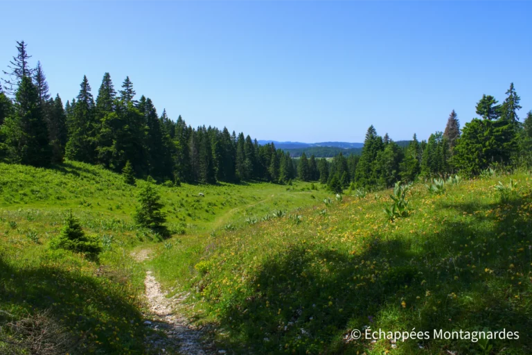 Traversée du Jura étape 14 - Le GR®5 file à travers les pâtures entourées par les sapins de la forêt du Massacre
