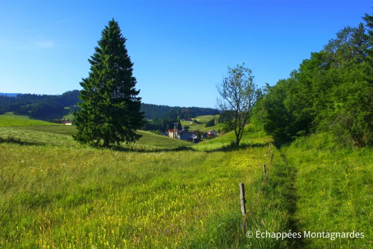 Traversée du Lura étape 15 - Début d'étape lumineux et paisible, avec une belle descente vers les Moussières