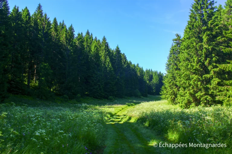 Traversée du Lura étape 15 - Encore un magnifique petit chemin au cœur des forêts jurassiennes