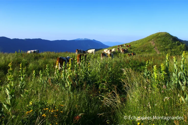 Traversée du Jura étape 16 - Réveil en bonne compagnie au sommet du crêt au Merle, face aux monts Jura