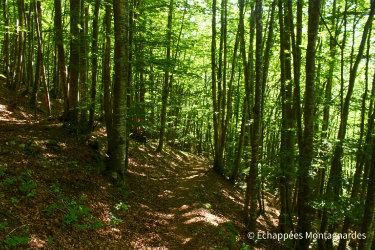 Traversée du Jura étape 16 - Descente en forêt vers Lélex