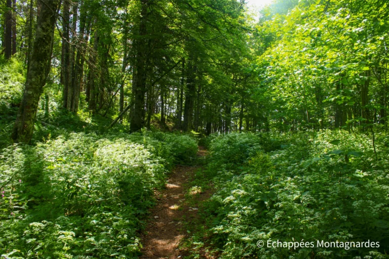 Traversée du jura étape 17 - Fin d'étape dans une forêt de la réserve, où le calme règne et où la nature s'exprime librement