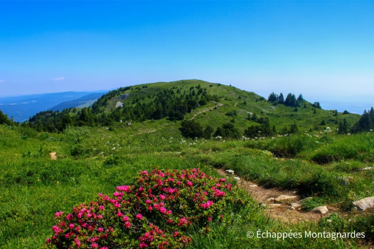 Traversée du jura étape 17 - Nous suivons le GR®5 sur les crêtes et profitons des rhododendrons en fleurs