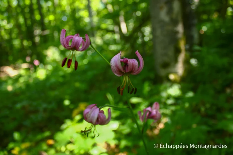 Traversée du Jura étape 19 - Lys martagon sur le mont Vuache