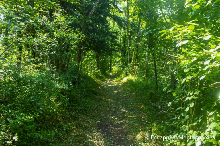 Traversée du Jura étape 19 - Le sentier qui suit la crête du Mont Vuache est particulièrement paisible et très ombragé