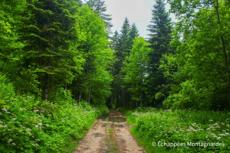Traversée du Jura, étape 6 - Début d'étape sur un joli chemin forestier