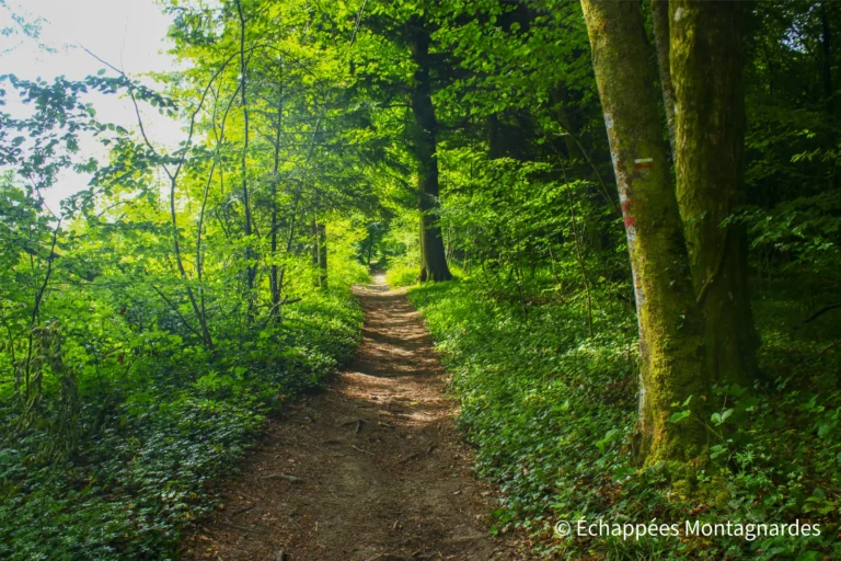Traversée du Jura, étape 1 - De beaux sentiers forestiers pour débuter cette première étape de la traversée du Jura sur le GR®5