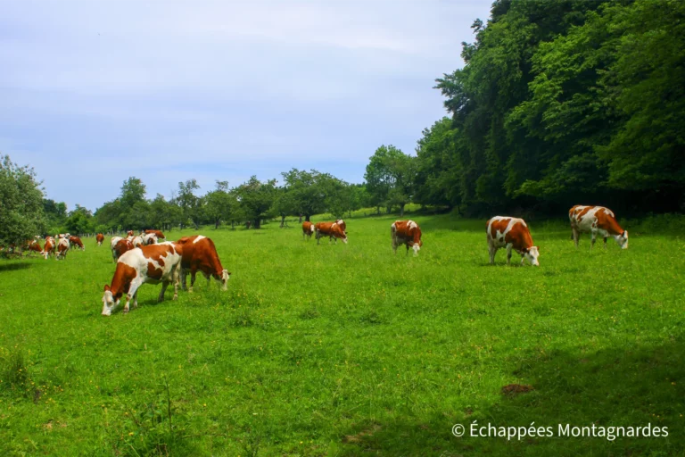 Traversée du Jura, étape 1 - Rencontre avec la reine des prairies du massif du Jura : la vache Montbéliarde