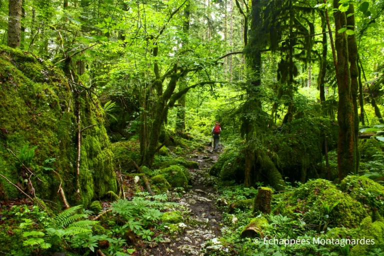 Traversée du Jura étape 4 - On se fraie un chemin sur le GR®5, le long du Doubs, dans cette végétation abondante
