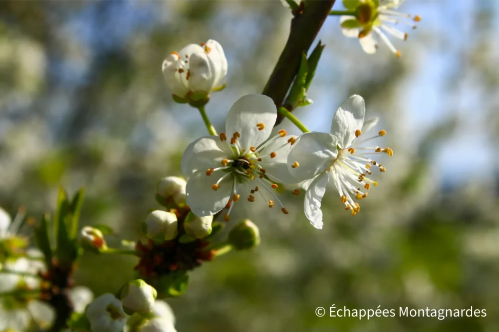 Randonnée Clermont-le-Fort - Premières fleurs dans les arbres fruitiers