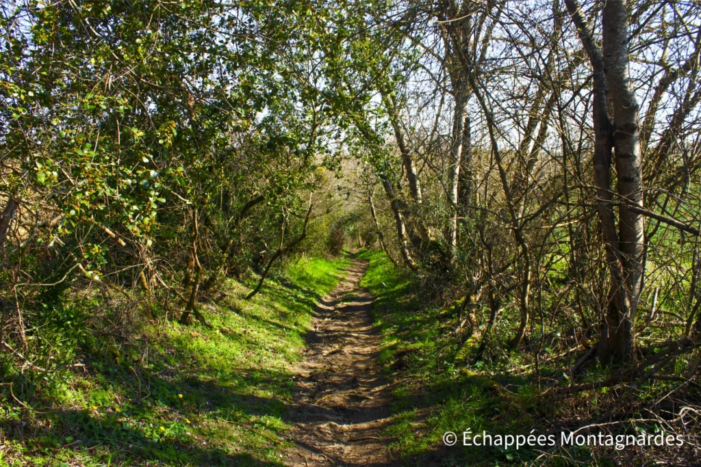 Randonnée Clermont-le-Fort - Les sentiers de randonnée haut-garonnais sentent bon le printemps...