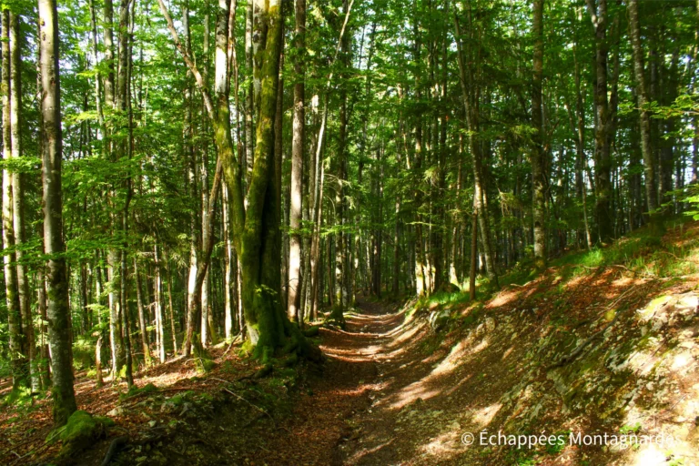 Traversée du Jura étape 13 - Beau parcours forestier en direction des Rousses
