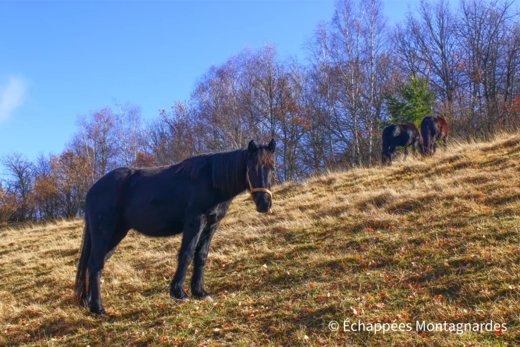Randonnée Arnave col d'Ijou - Cheval de Mérens près du col d'Ussat