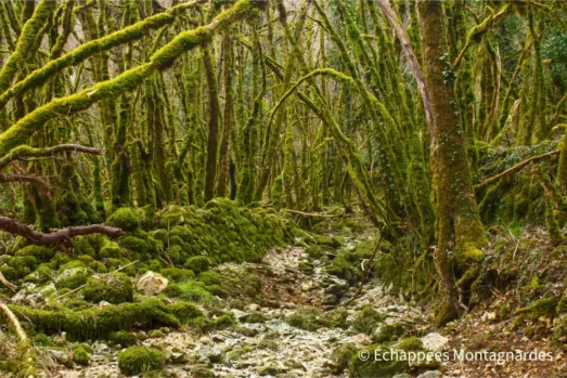 Gorges de Landorre : randonnée dans les profondeurs du causse depuis Cambayrac