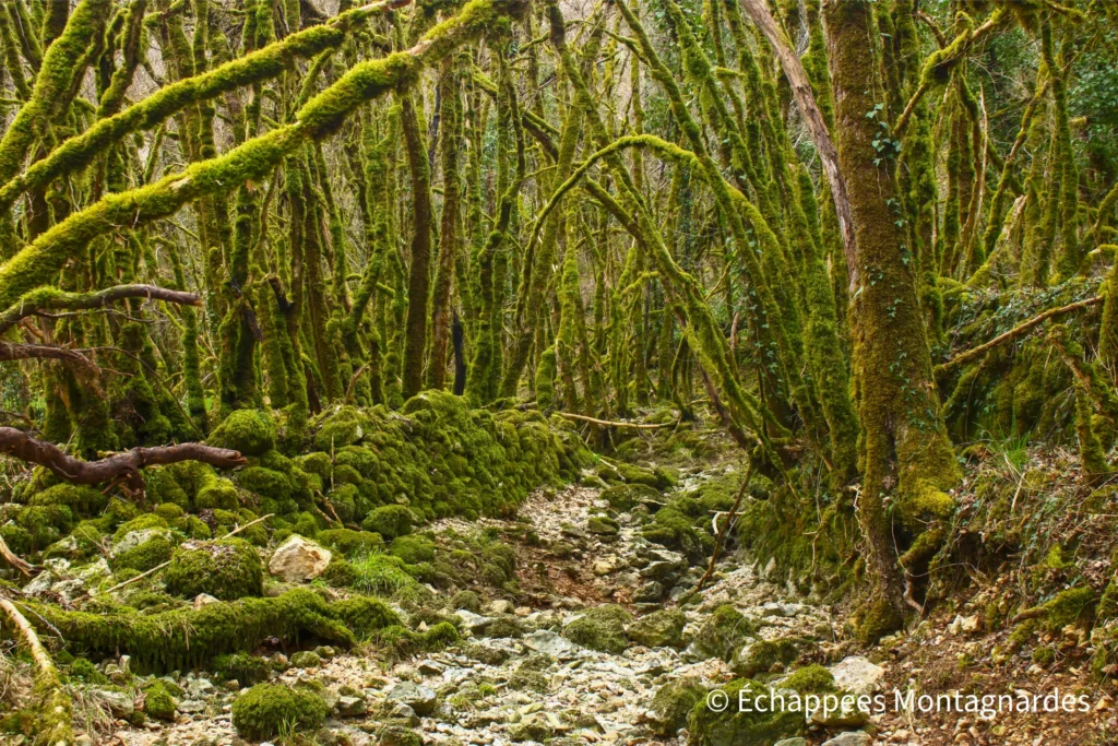 Randonnée gorges de Landorre (Lot) - Immersion dans une nature foisonnante ! Le sentier devient spectaculaire lorsqu'il se glisse dans ces bois couverts de mousse et extrêmement sauvages