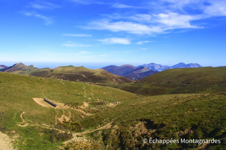 Les brebis profitent encore un peu du grand air montagnard, alors que la saison s'avance...