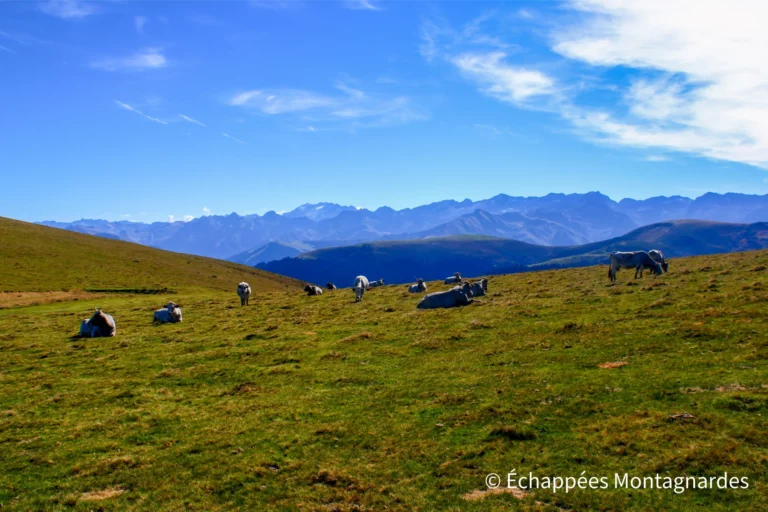 Les vaches en font de même. À leur place, je ne serais pas pressé de redescendre...