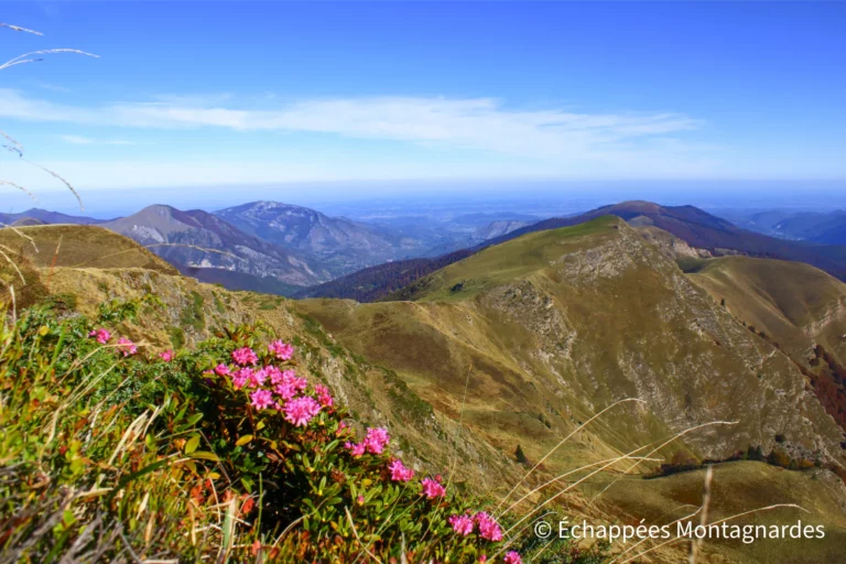 Quelques rhododendrons viennent sublimer le magnifique tableau de ces montagnes colorées.