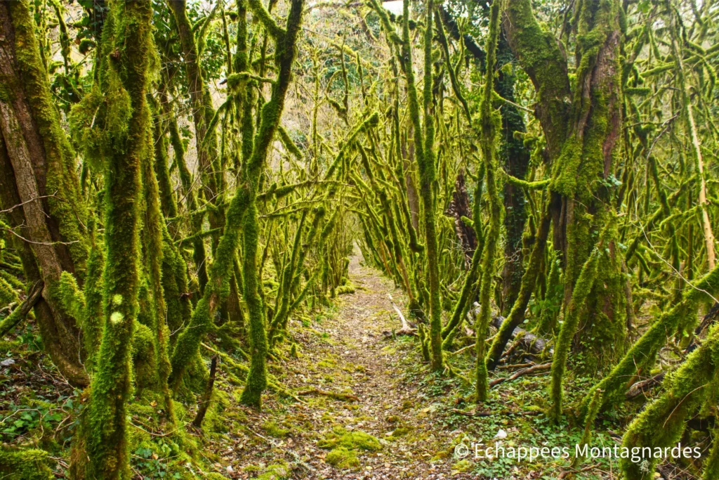 Laroque-des-Arcs, circuit des arts - Étonnant paysage dans la combe de Nouillac, avec une végétation sauvage et préservée, dans laquelle se faufile ce sentier magnifique !