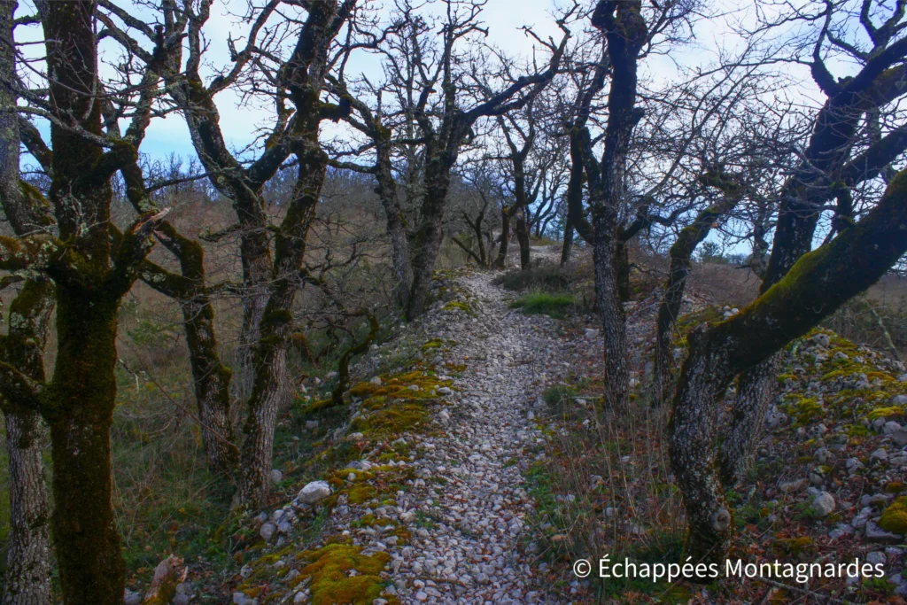 Laroque-des-Arcs, circuit des arts - Une fois sur le plateau, je découvre la végétation caractéristique du causse : herbes rases et chênes en bourgeons
