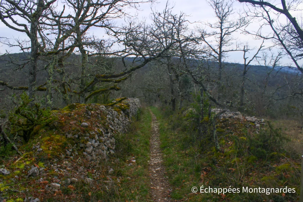 Laroque-des-Arcs, circuit des arts - Les sentiers sont souvent aménagés : les pierres ont été assemblées en murets pour permettre le pâturage dans ces zones difficiles d'accès
