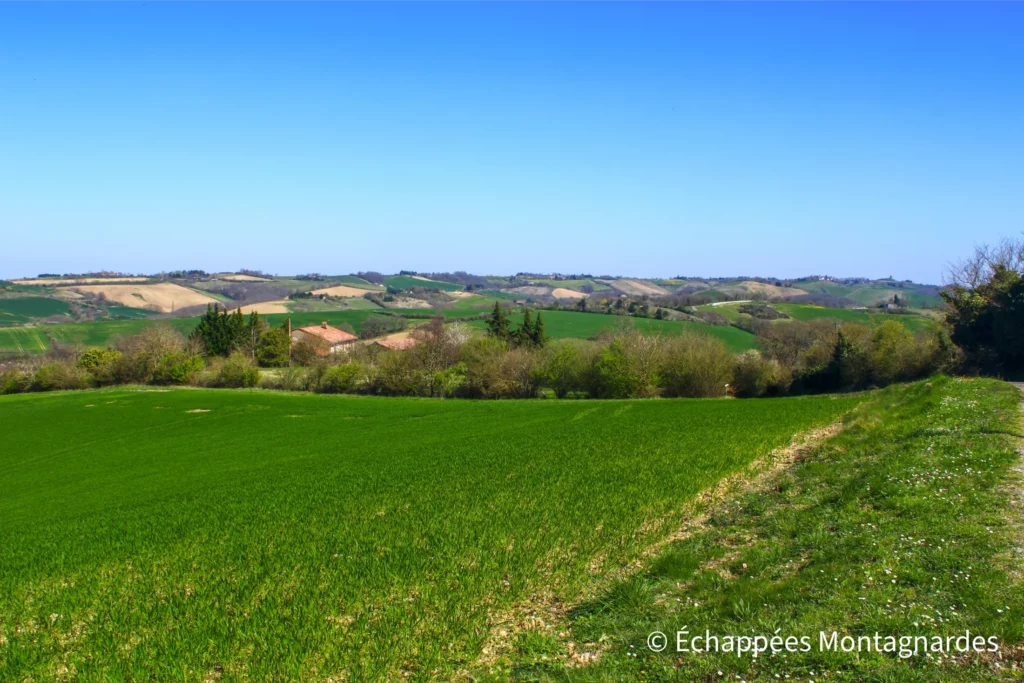 Rieux-Volvestre balcon des Pyrénées - Les collines du Volvestre, qui se colorent peu à peu avec l'arrivée du printemps