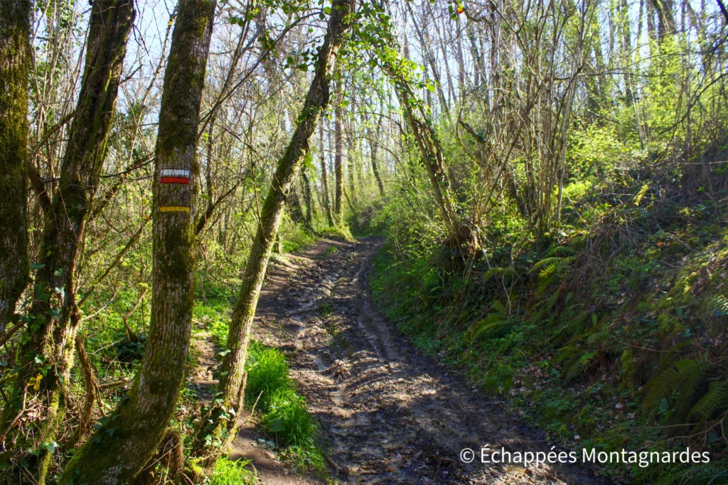 Rieux-Volvestre balcon des Pyrénées - Superbe sentier sur une portion commune avec la Via Garona
