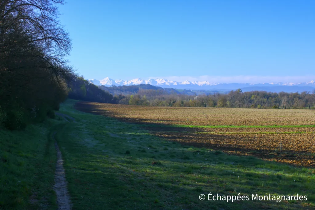 De Rieux-Volvestre au village gaulois - Agréable chemin le long des prairies du Volvestre