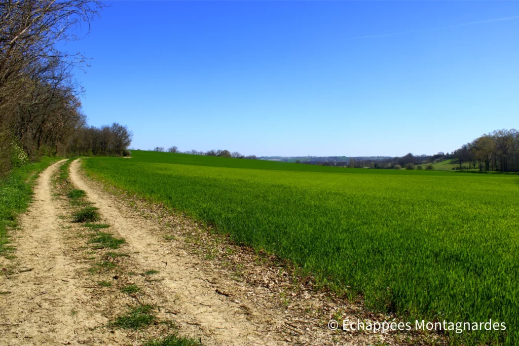 Retour vers Rieux-Volvestre, par quelques portions communes à l'itinéraire de l'aller, et d'autres chemins inédits