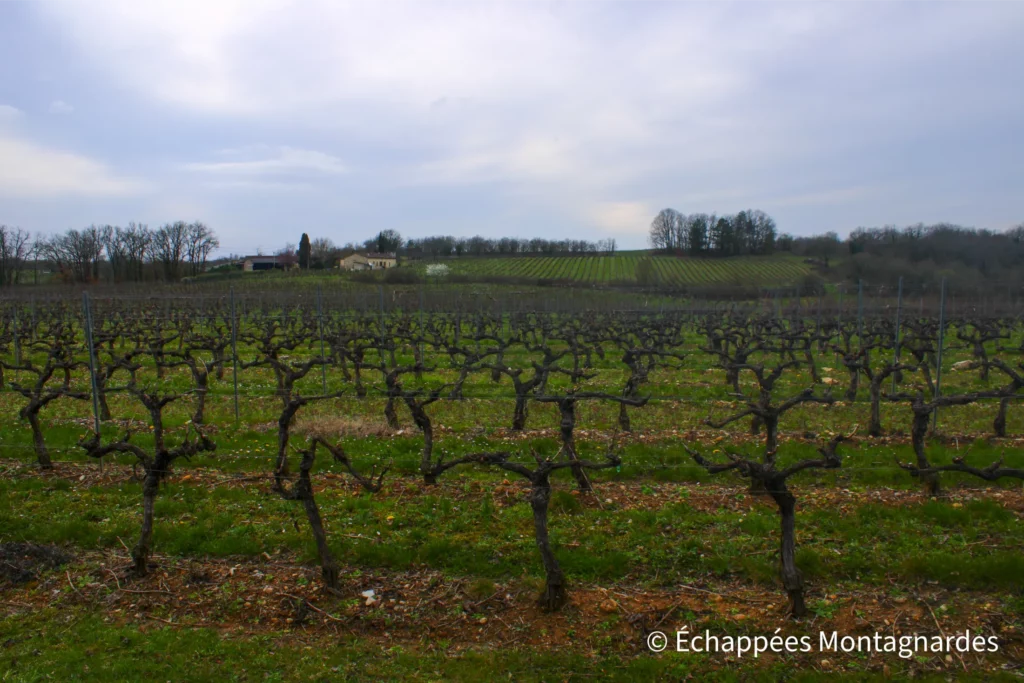 Randonnée gorges de Landorre (Lot) - Retour vers Cambayrac par les vignobles de Cahors. Une randonnée variée et de multiples belles découvertes au cours de cette journée !
