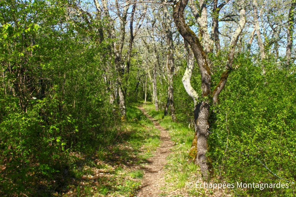 Je poursuis cette randonnée en suivant un superbe sentier sur les crêtes du Plantaurel