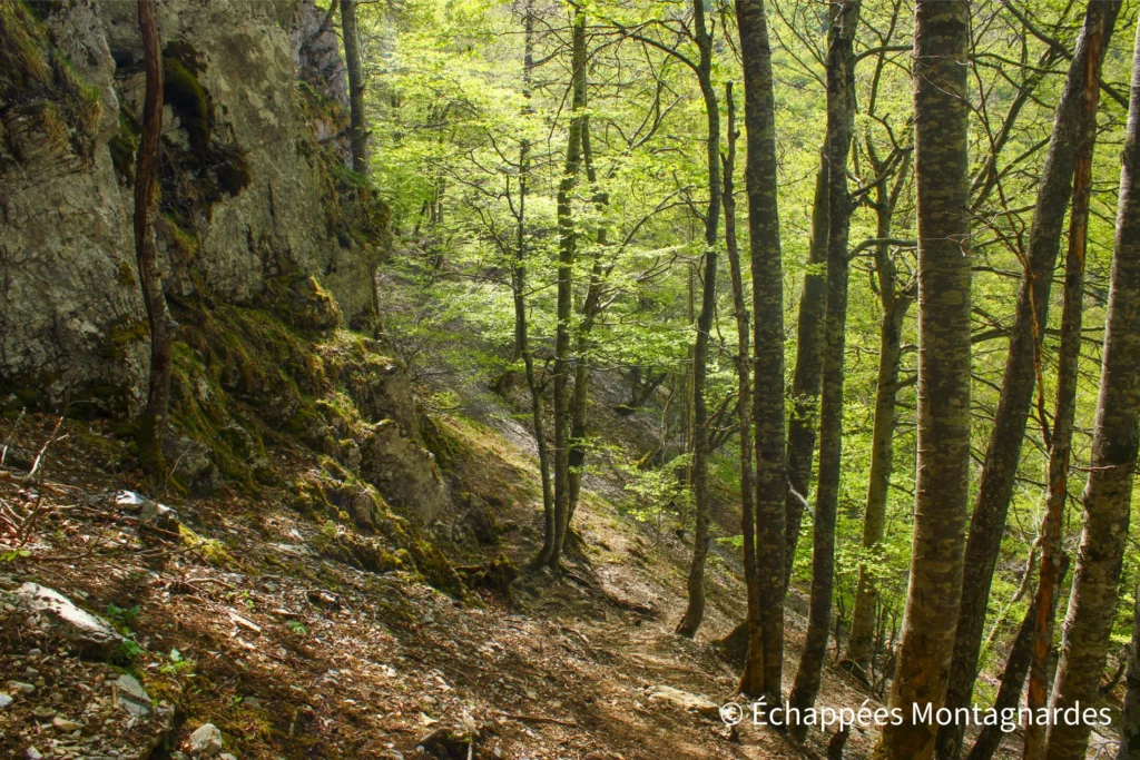 Nous quittons ensuite les crêtes et terminons cette randonnée dans les bois, en direction du parking de la fontaine de l'Ours. Quelle belle journée !