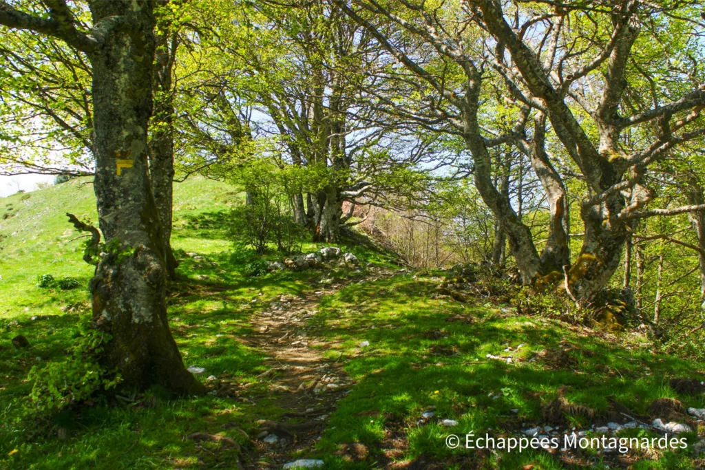 Nous revenons ensuite par le même itinéraire jusqu'au col des Passagers, le long de la crête, en suivant d'agréables sentiers.
